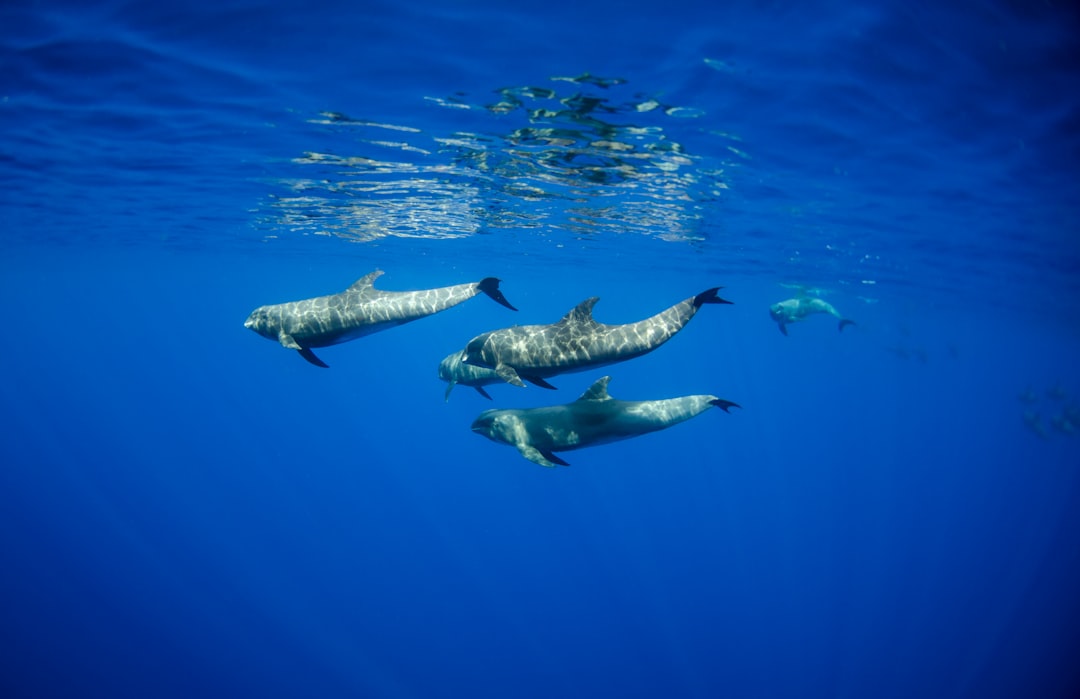 Surviving a Sharkbite: Tips for Beachgoers